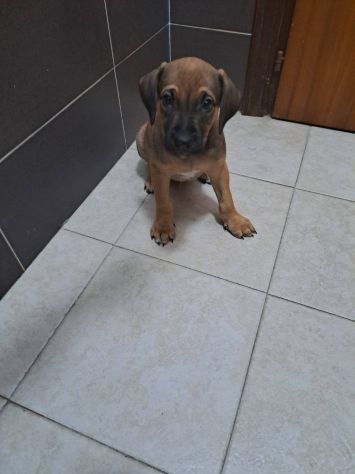 Dalì cucciolo - Foto 2