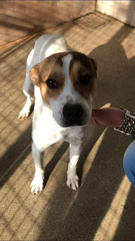 CAIO, cerca salvezza dal canile, cane in adozione tg medio piccola - Foto 5