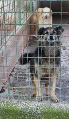 ARGO E’ UN PASTORINO DI 8 ANNI - Foto 7