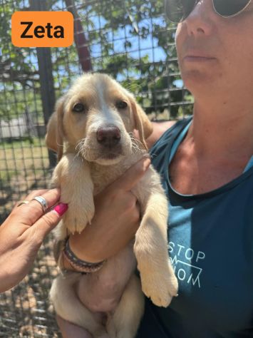CUCCIOLI IN ADOZIONE - Foto 2