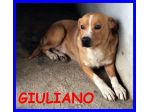 GIULIANO, SPLENDIDO SOLO IN CANILE CERCA CASA