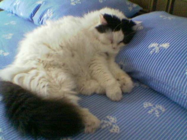 Cat sitter Milano - Foto 5