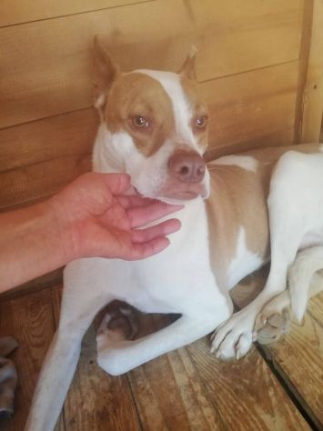 ELIO UN'OCCASIONE PER VIVERE, CANE IN ADOZIONE - Foto 4