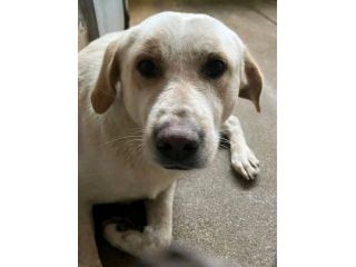 GIOSUE' CANE IN ADOZIONE