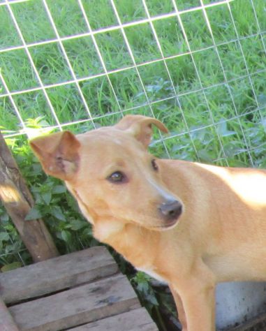 DINO, MINO E ZIGULI', strepitosi cuccioli - Foto 2