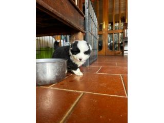 Cuccioli di Border Collie