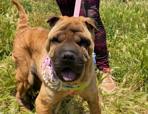 Anita cucciola di 1 anno e mezzo da adottare, simil Sharpei - Foto 7