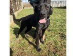 POPPY DELIZIOSA E GIOIOSA, SIMIL LABRADOR CANE IN ADOZIONE