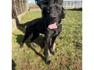 POPPY DELIZIOSA E GIOIOSA, SIMIL LABRADOR CANE IN ADOZIONE