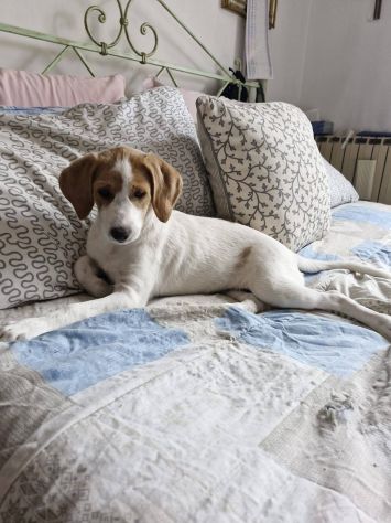 Daisy cucciola - Foto 5