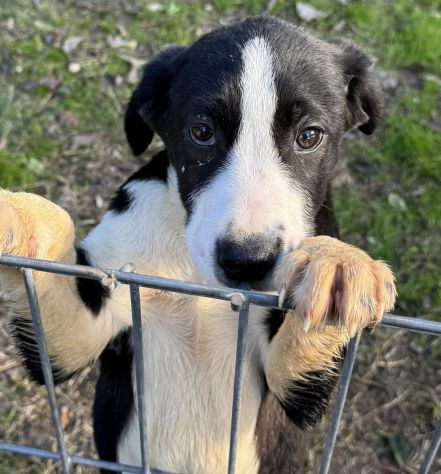 CUCCIOLE 5 MESI taglia media SONO IN CANILE - Foto 3