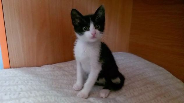 FELIX, adorabile micino in adozione - Foto 2