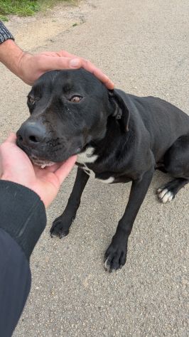 Giovane simil-Amstaff in cerca di famiglia - Foto 2