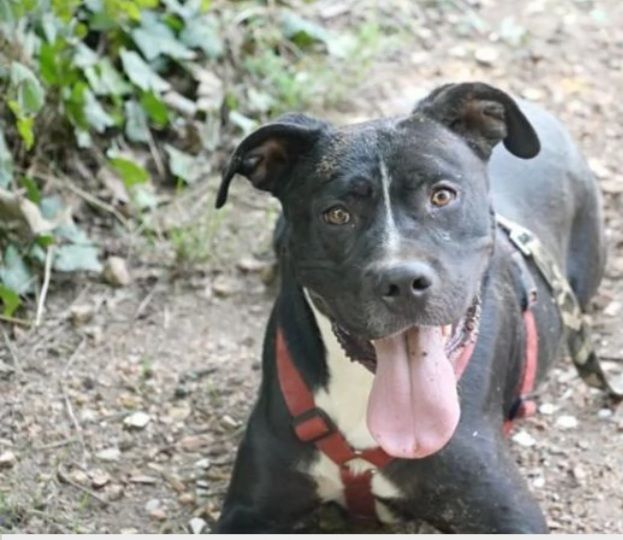 Pitbull mollato 5anni fa legato ad 1pianta ASPETTA ANCORA CASA!!HELP ROMA - Foto 5