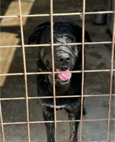 TRONKY UN GIOIOSO COCCOLONE: CANE IN ADOZIONE 1 ANNO - Foto 7
