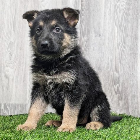 Cuccioli di Pastore Tedesco - Foto 2