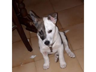 CIRO, un cucciolo meraviglioso