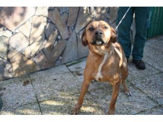 LINDA, labrador speciale