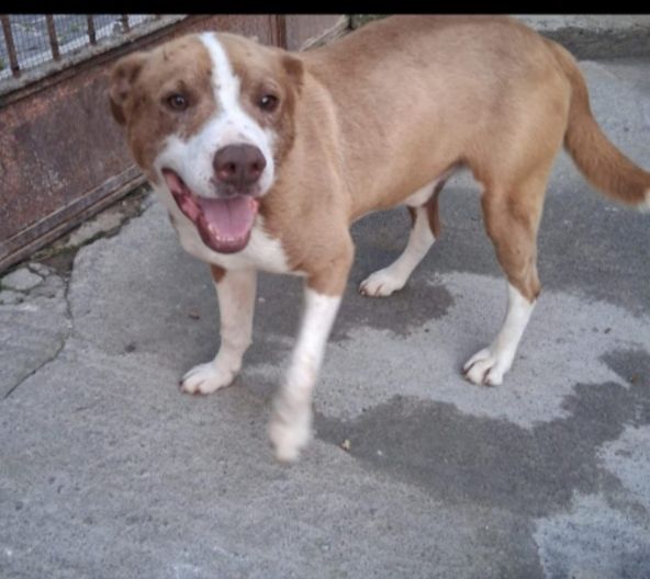 Ciro mix Amstaff 9mesi trovato legato SICILIA SOS CASA - Foto 3