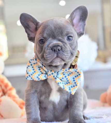 BOULEDOGUE - BULLDOG FRANCESE CUCCIOLI blu - rate da euro 60 al mese - Foto 2
