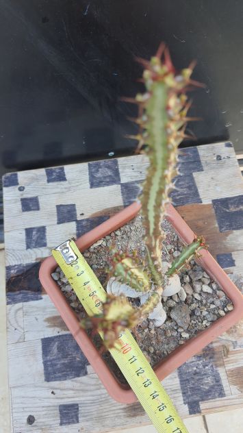 Cactus Caudex Bonsai -  Euphorbia Knutii - RARA! - Foto 5