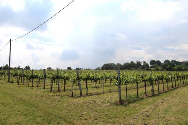 Vigneto in vendita a Valsamoggia - Foto 7