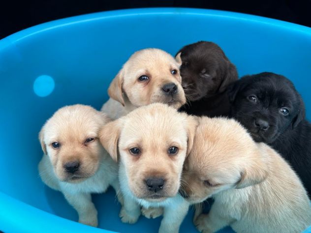 Cuccioli di Labrador Retriever - Foto 2