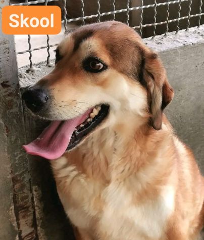 SKOOL SOCIEVOLE E TENERO CAGNOLINO IN ADOZIONE MERITA UNA VITA - Foto 2