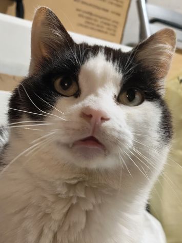 regalo gattino adozione di amore