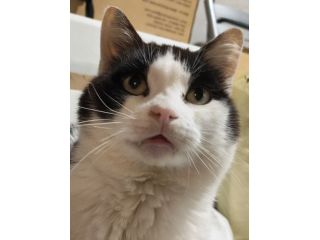 regalo gattino adozione di amore