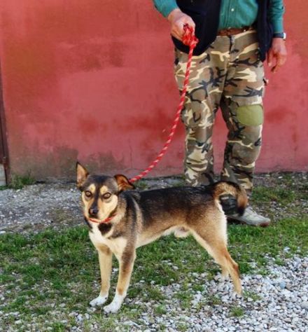 Severino....guardate i suoi occhi - Foto 4