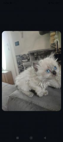 Gattina persiana in vendita di 3 mesi - Foto 2