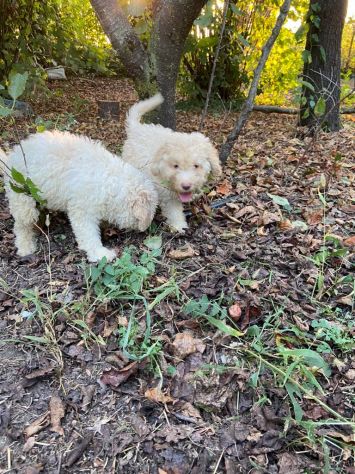 Cuccioli di Lagotto Romagnolo - Foto 2