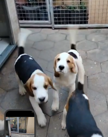 Regalo cuccioli di Beagle maschi - Foto 4