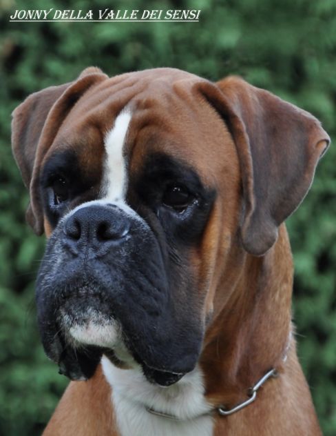 BOXER CUCCIOLI VENDO A MILANO - Foto 3