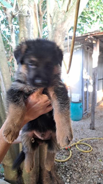 Cuccioli di pastore tedesco - Foto 4