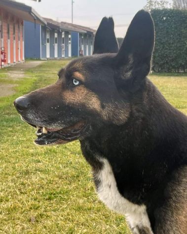 ETTORE: BELLISSIMO INCROCIO PASTORE TEDESCO DA ADOTTARE SUBITO !! - Foto 6