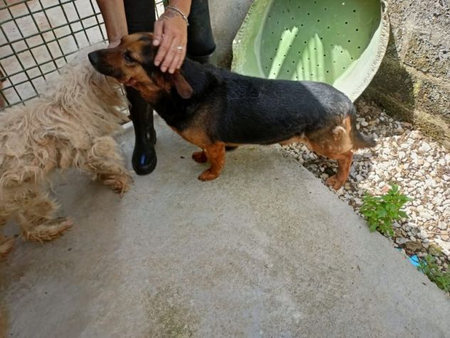 Lolo piccoletto carino e coccolone - Foto 7