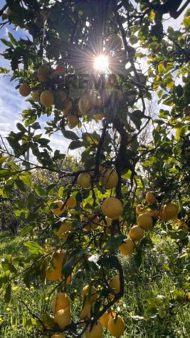 Terreno in vendita a Acireale - Foto 7