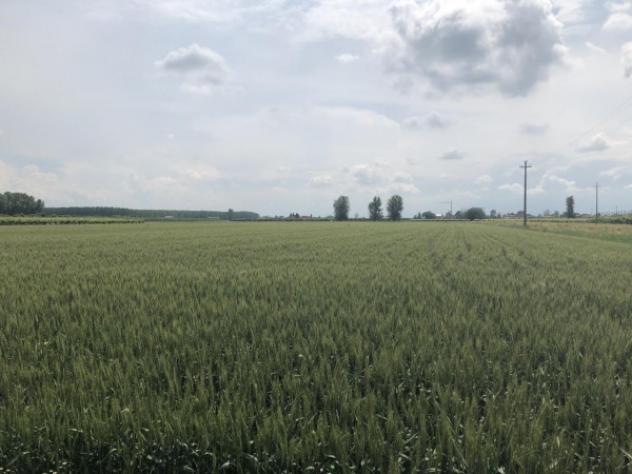 Terreno di 28500 m² in vendita a Novi di Modena - Foto 2