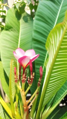 PIANTA Plumeria (Frangipani) - Foto 6