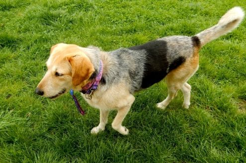NOCE, bellissima cagnolina in pericolo - Foto 2