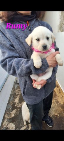 Simil Labrador in adozione