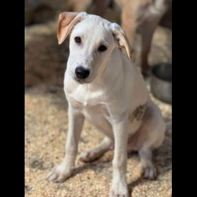 SPUGNA CUCCIOLO IN ADOZIONE - Foto 6