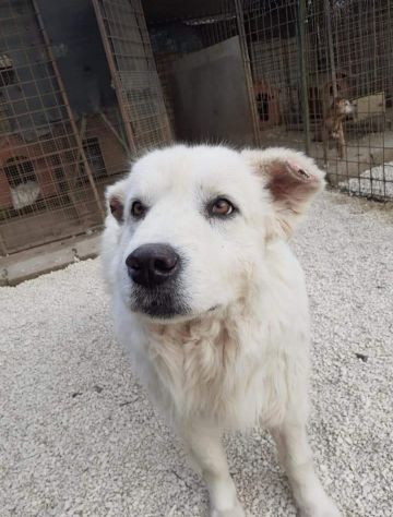 CANE IN ADOZIONE: GREG - Foto 10