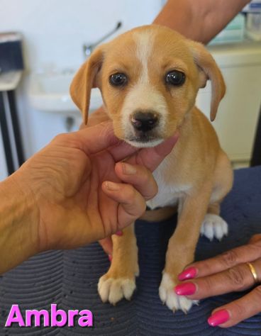 AMBRA,cucciola mix volpino breton - Foto 6