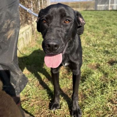 POPPY DELIZIOSA E GIOIOSA, SIMIL LABRADOR CANE IN ADOZIONE - Foto 2
