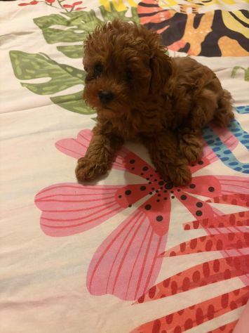 Cuccioli Barboncino Toy - Foto 5