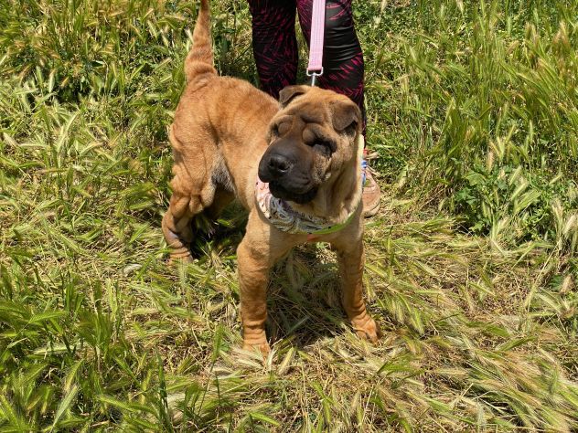 Anita cucciola di 1 anno e mezzo da adottare, simil Sharpei - Foto 10