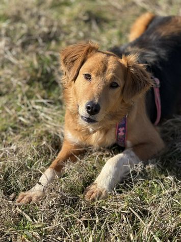 MINDY, dolcissima e super affettuosa! - Foto 5